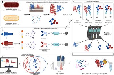 Frontiers | A Subtractive Proteomics Approach For The Identification Of ...